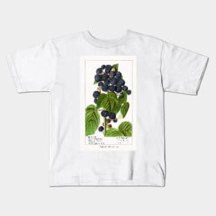 Black Raspberries (1908) Kids T-Shirt